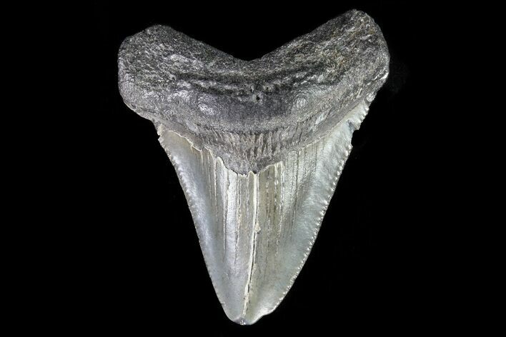Juvenile Megalodon Tooth - Georgia #75403